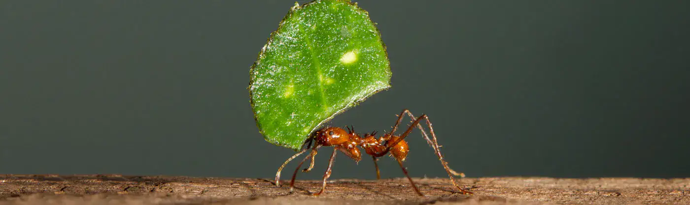 ant pest exterminator vaughan