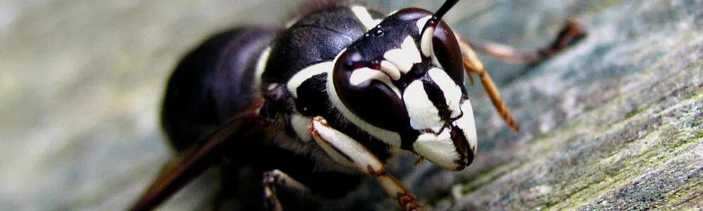 Bald faced hornet extermination in Toronto and the GTA.