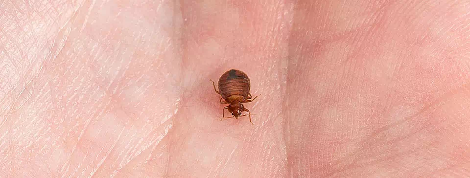 Bed Bug Removal in Port Perry