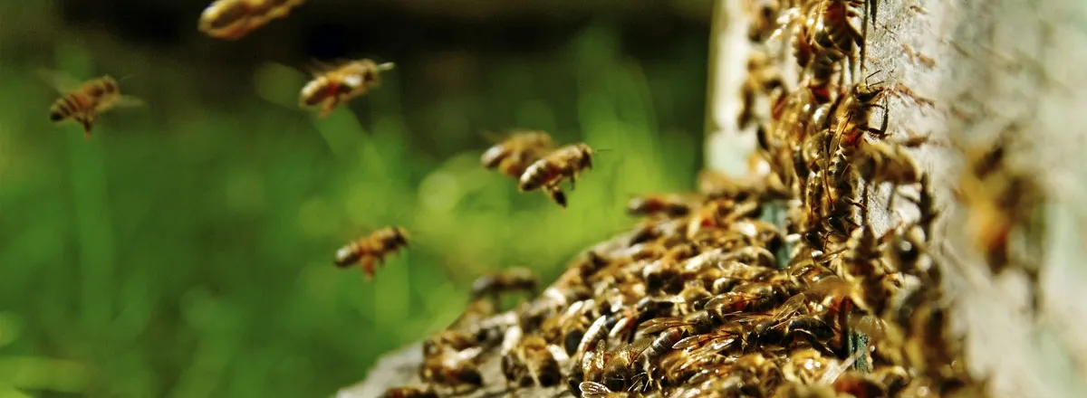 Bee extermination in Toronto and the GTA.