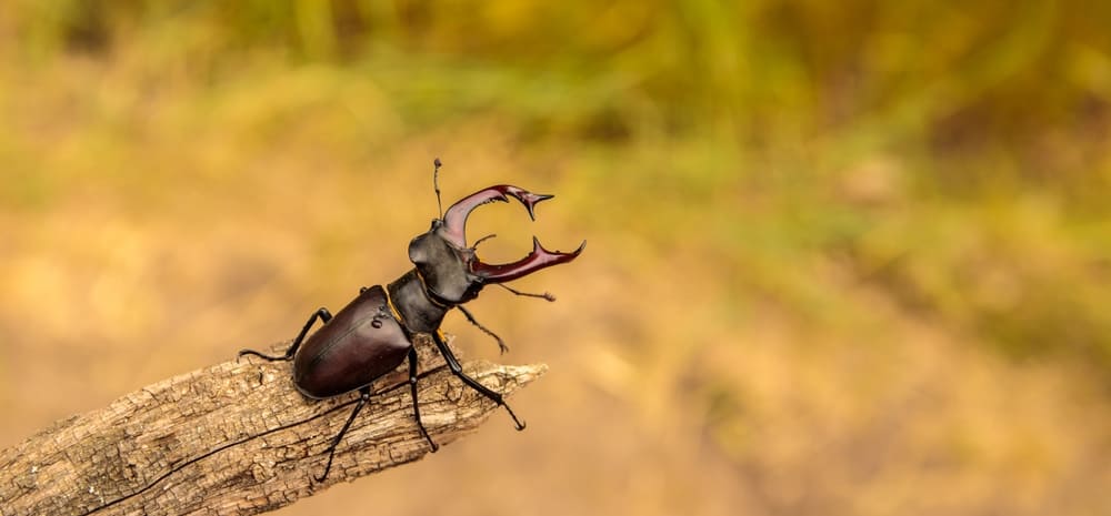 Carpet Beetle Exterminator in Toronto and the GTA.