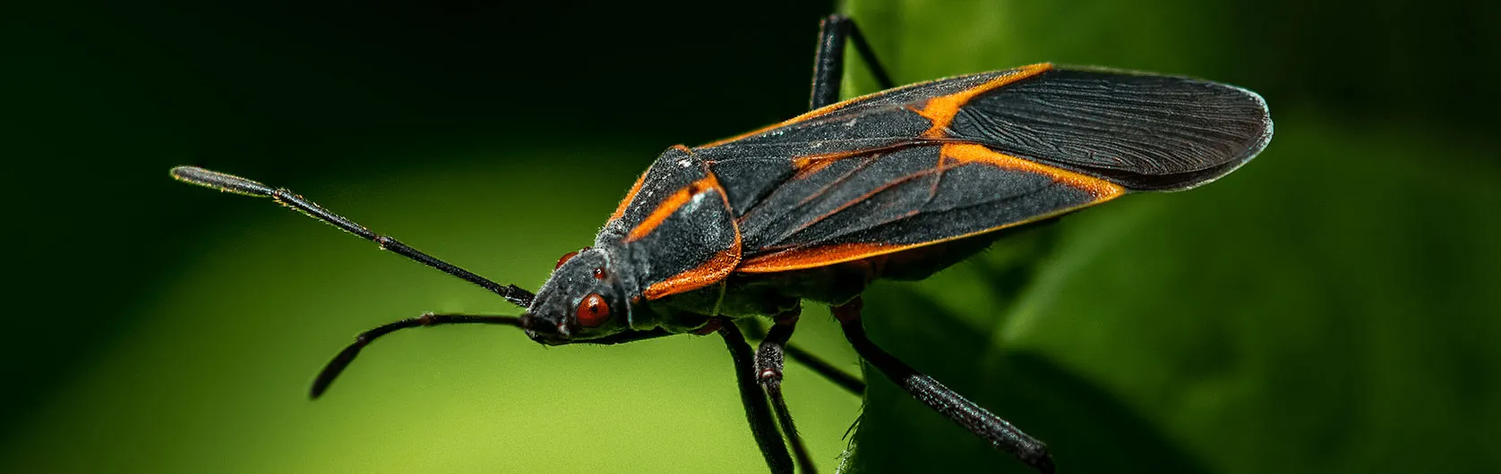 Boxelder Bug Extermination in Toronto and the GTA.