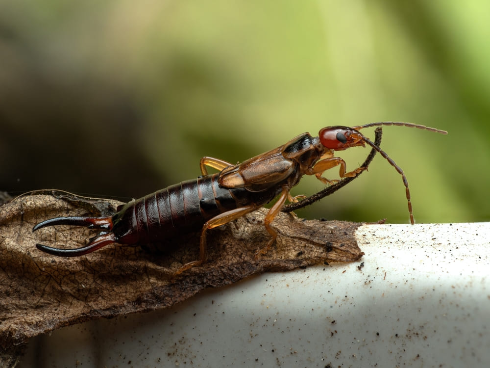 Earwig removal services in Toronto area by QAPC.