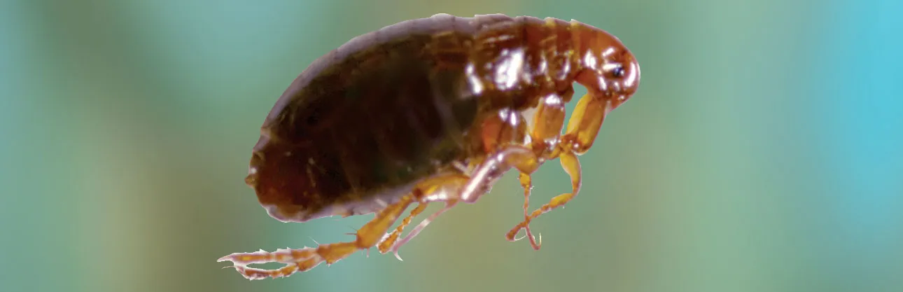 Flea removal services in Toronto area by QAPC.