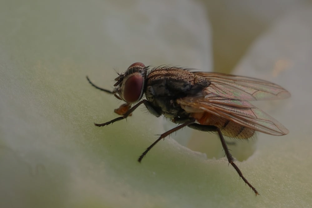 Flies removal services in Toronto area by QAPC.