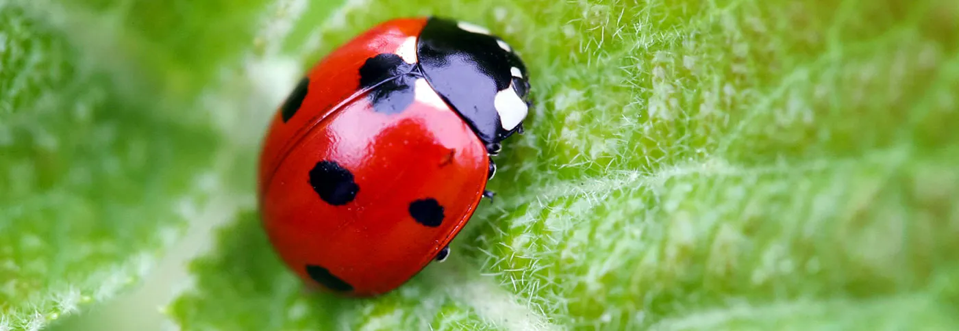 Lady bug removal services in Toronto area by QAPC.