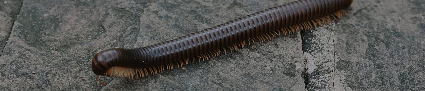 Milipede removal services in Toronto area by QAPC.