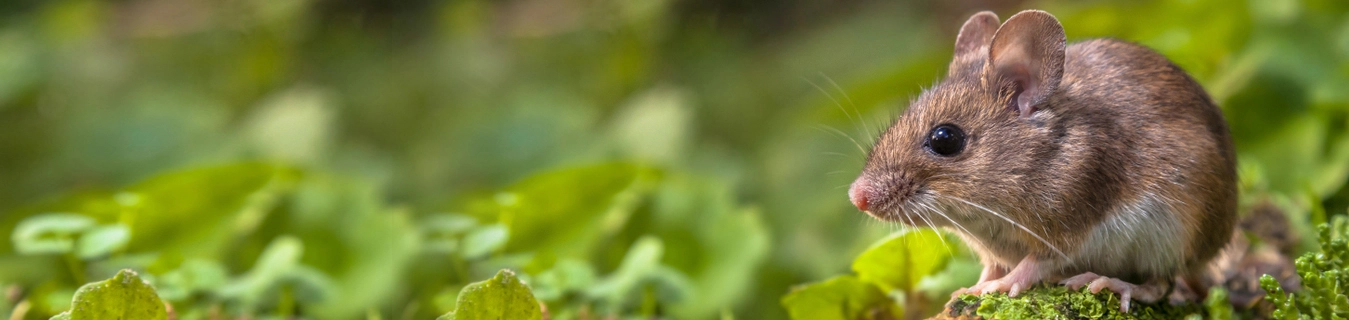 Mice Exterminator Toronto: #1 Mouse Control & Removal Company