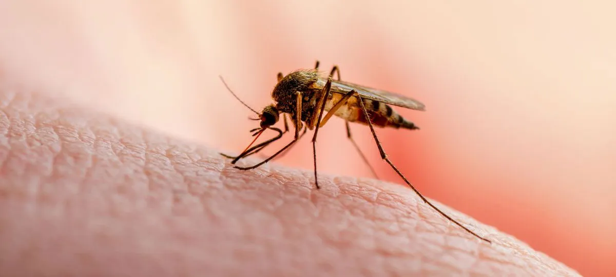 Mosquito removal services in Toronto area by QAPC.