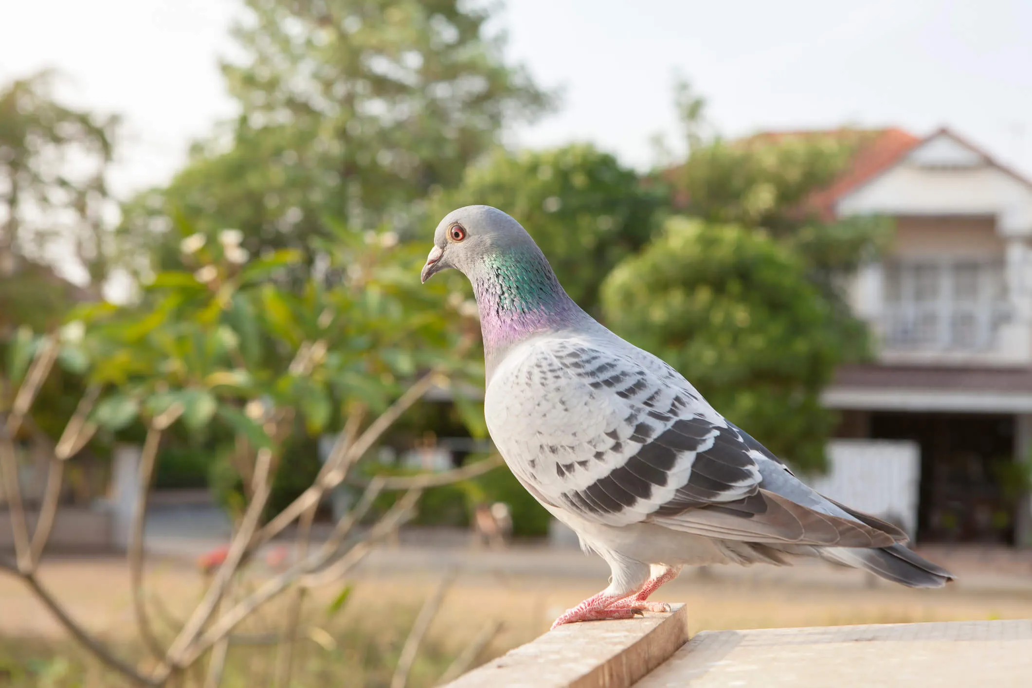 Pigeon removal services in Toronto area by QAPC.