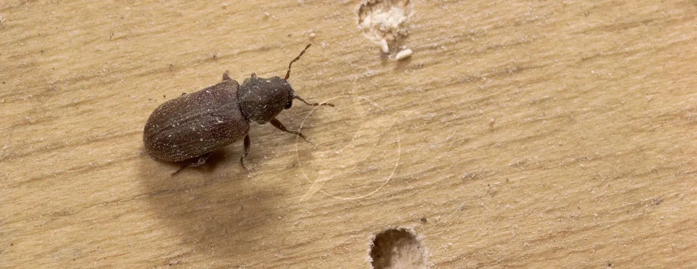 Powder Post Beetle removal services in Toronto area by QAPC.