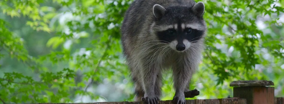 raccoon pest control vaughan