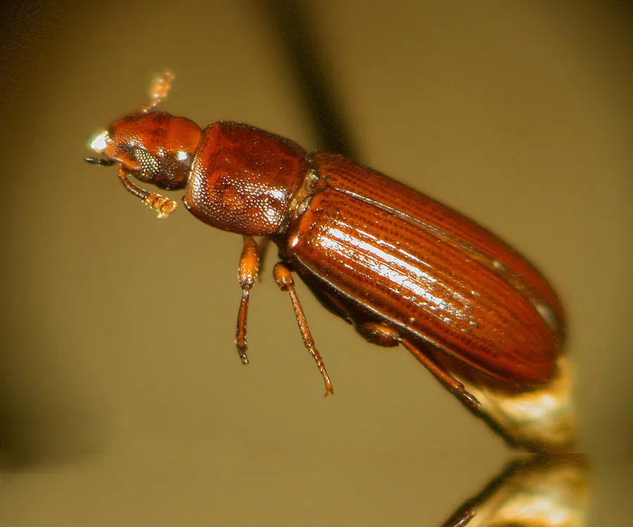 Red flour beetle removal services in Toronto area by QAPC.