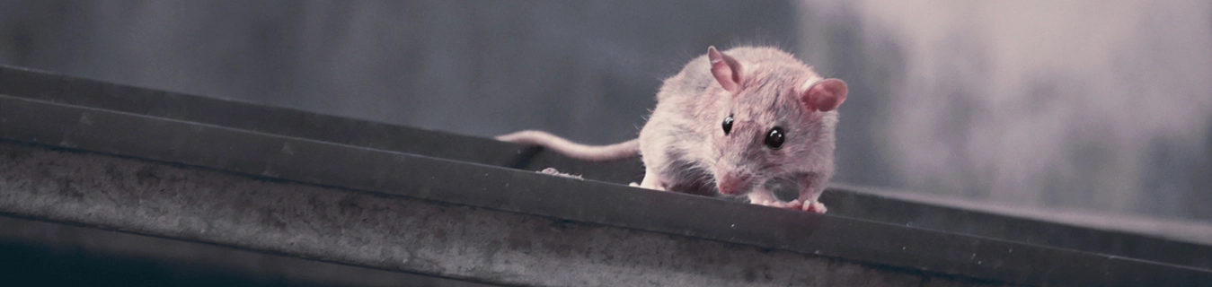 Roof rat removal services in Toronto area by QAPC.