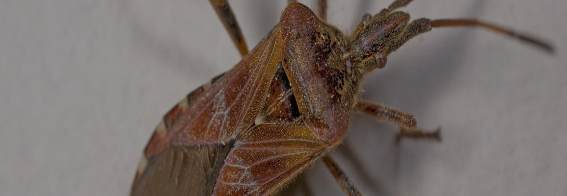 Silverfish removal services in Toronto area by QAPC.