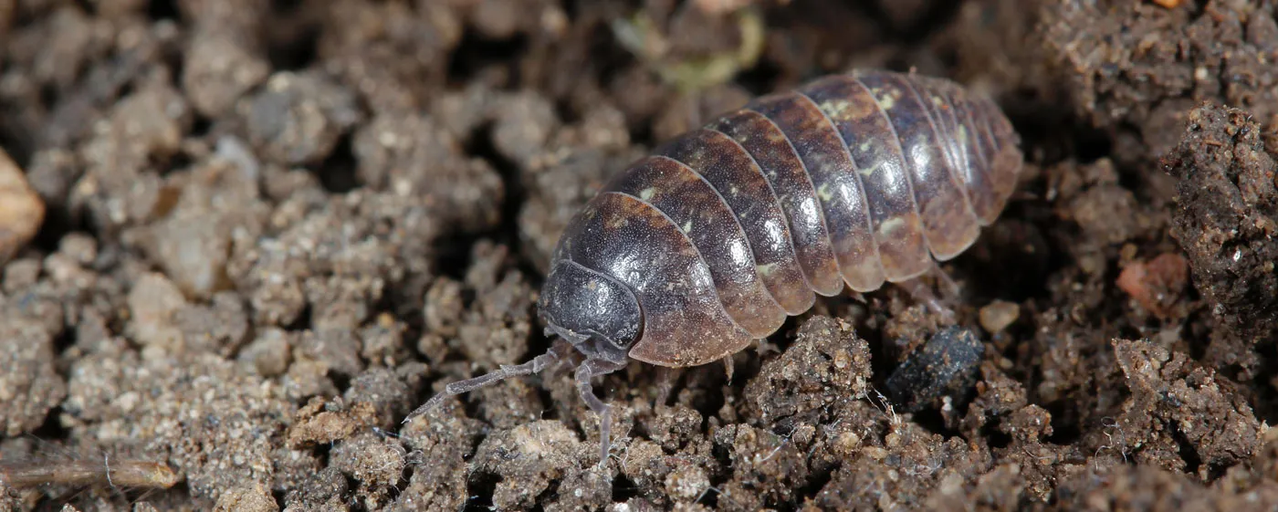 Sow bug removal services in Toronto area by QAPC.