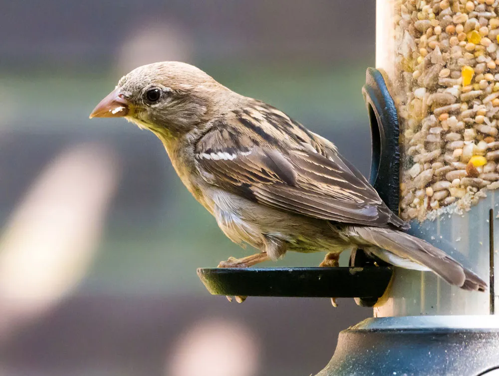 Sparrow removal services in Toronto area by QAPC.