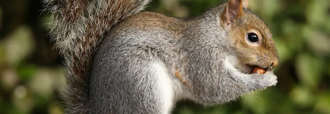 squirrel pest control vaughan