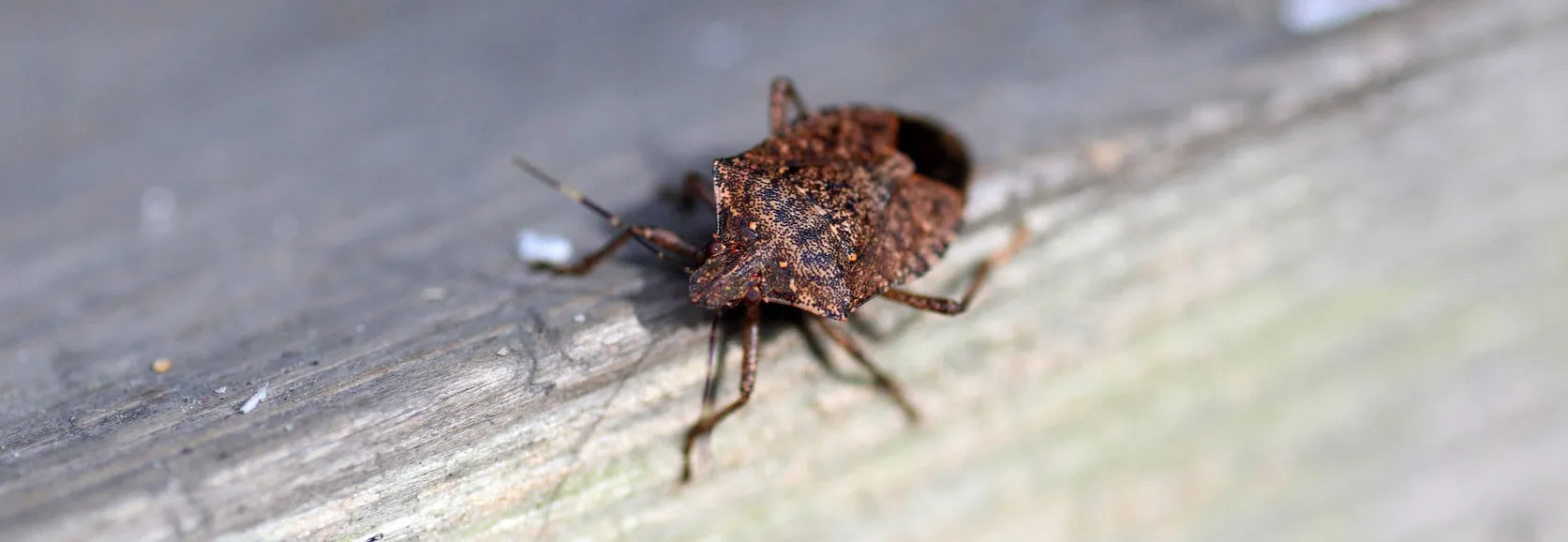Stink bug removal services in Toronto area at QAPC.