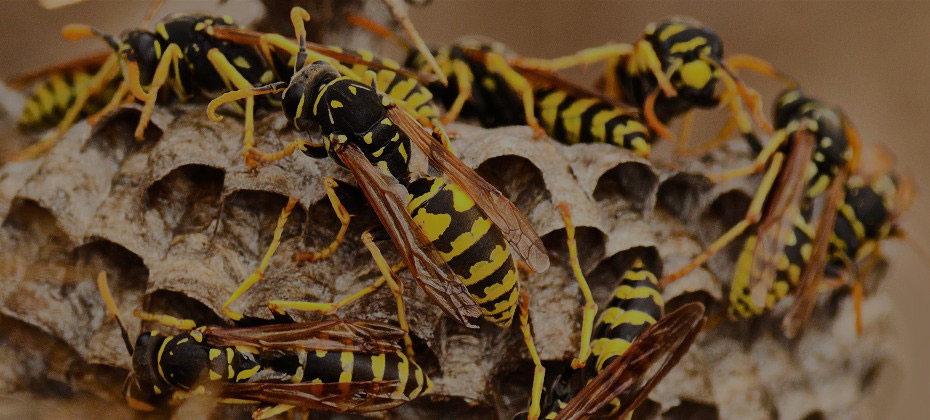 Wasp nest removal services in Toronto by QAPC.